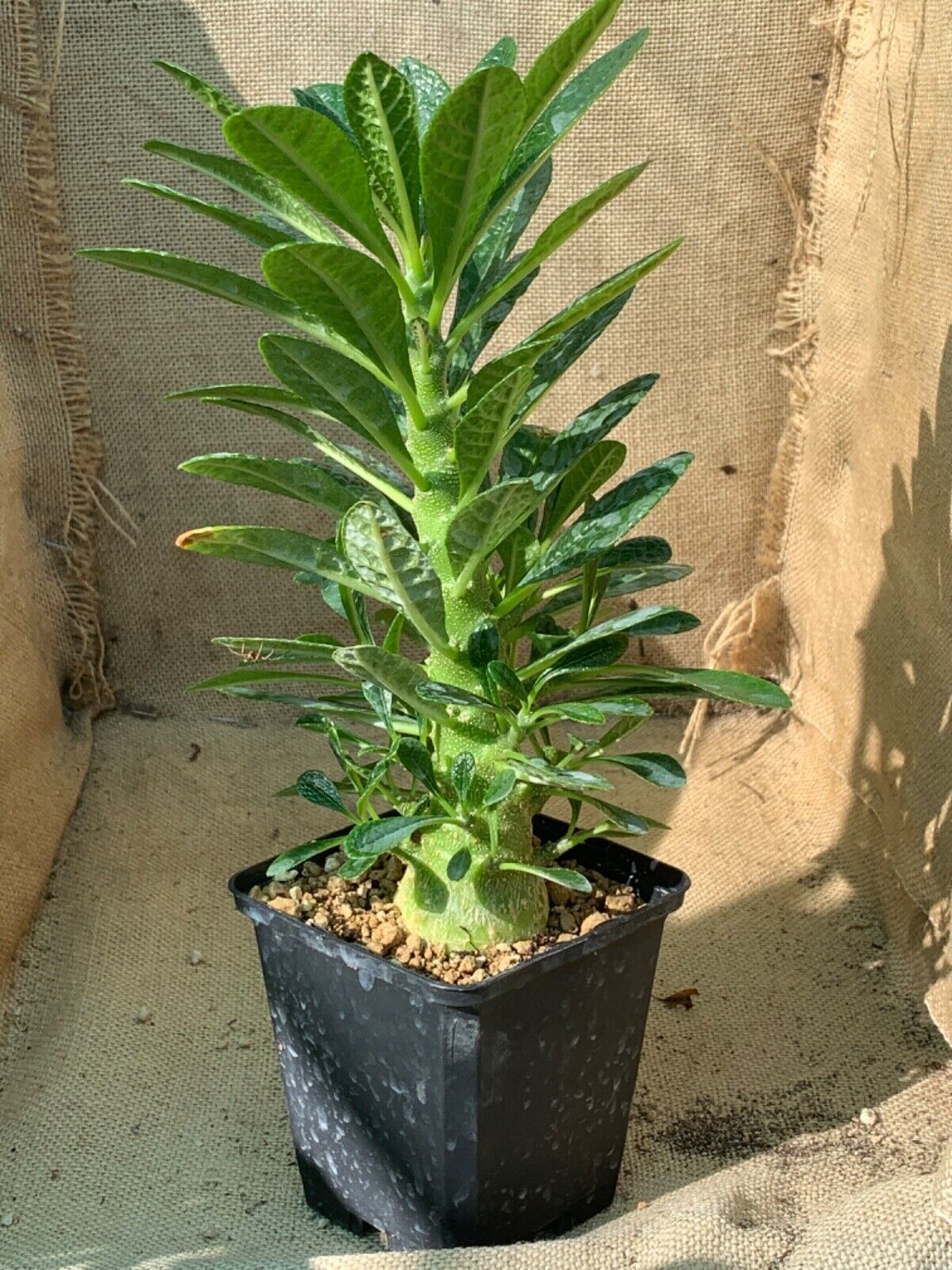 DORSTENIA GIGAS LIVE PLANT #0845 For Sale – African Seeds