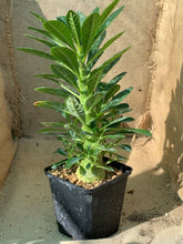 Load image into Gallery viewer, DORSTENIA GIGAS LIVE PLANT #0845 For Sale