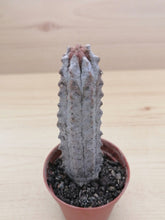 Indlæs billede til gallerivisning Euphorbia abdelkuri LIVE PLANT #45333 For Sale