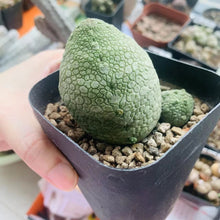 Load image into Gallery viewer, Pseudolithos migiurtinus LIVE PLANT #1615 For Sale