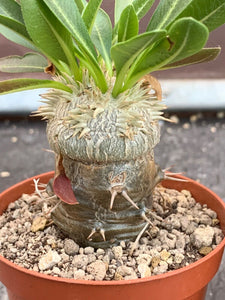 PACHYPODIUM BREVICAULE GRAFTED ON PACHYPODIUM LAMEREI LIVE PLANT #0233 For Sale