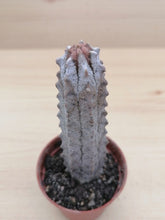 Load image into Gallery viewer, Euphorbia abdelkuri LIVE PLANT #45333 For Sale