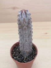 Load image into Gallery viewer, Euphorbia abdelkuri LIVE PLANT #45333 For Sale
