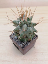 Load image into Gallery viewer, Astrophytum ornatum kikko LIVE PLANT #05633 For Sale