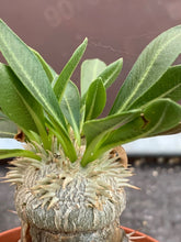 Load image into Gallery viewer, PACHYPODIUM BREVICAULE GRAFTED ON PACHYPODIUM LAMEREI LIVE PLANT #0233 For Sale