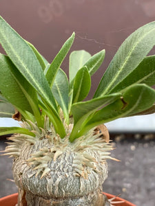 PACHYPODIUM BREVICAULE GRAFTED ON PACHYPODIUM LAMEREI LIVE PLANT #0233 For Sale