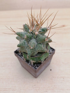 Astrophytum ornatum kikko LIVE PLANT #05633 For Sale