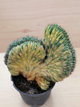 Load image into Gallery viewer, Trichocereus variegata cristata LIVE PLANT #35313 For Sale
