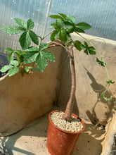 将图片加载到图库查看器，CYPHOSTEMMA CIRRHOSUM LIVE PLANT #015 For Sale