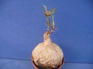 Euphorbia trichadenia LIVE PLANT #0132 For Sale