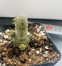 Load image into Gallery viewer, Pseudolithos caput-viperae LIVE PLANT #85 For Sale