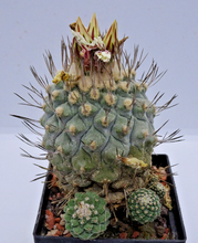 将图片加载到图库查看器，Stombocactus disciformis LIVE PLANT #055 For Sale