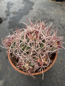 Echinocactus Polycephalus LIVE PLANT #0083 For Sale