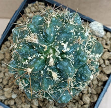 Load image into Gallery viewer, FEROCACTUS FLAVOVIRENS X RODANTHUS LIVE PLANT #663 For Sale