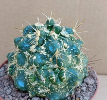 Load image into Gallery viewer, FEROCACTUS FLAVOVIRENS X RODHANTUS LIVE PLANT #08 For Sale