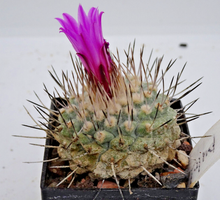 Load image into Gallery viewer, Stombocactus red flower (pulcherrimus) LIVE PLANT #453 For Sale