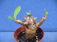 Load image into Gallery viewer, Euphorbia itremensis LIVE PLANT #076 For Sale