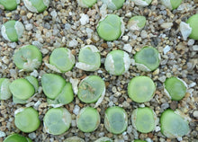 Load image into Gallery viewer, Conophytum Ratum 10 Plants #022 For Sale