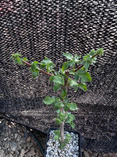 将图片加载到图库查看器，Commiphora africana (3 Seeds) Caudex Tanzania