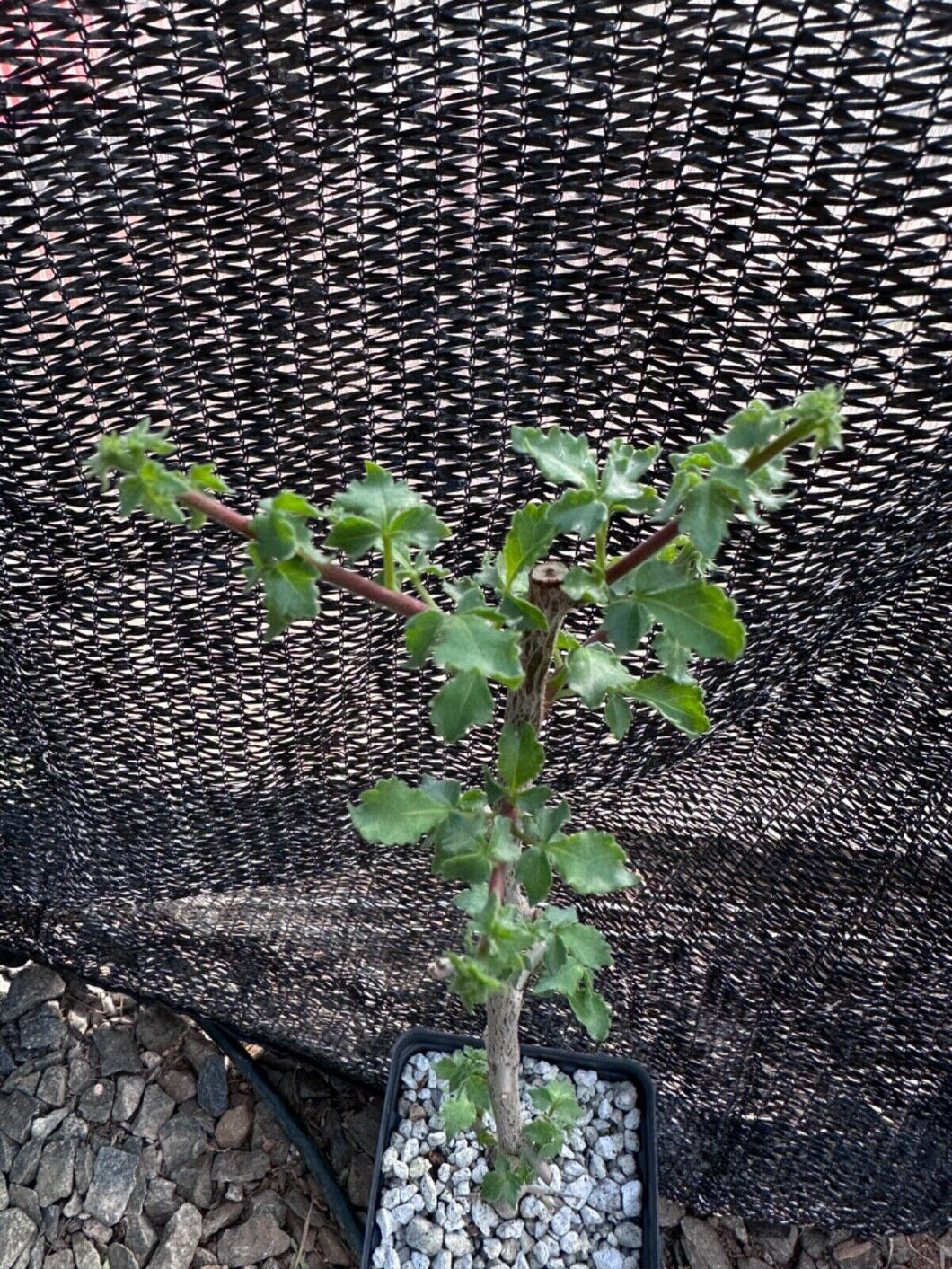 Commiphora africana (3 Seeds) Caudex Tanzania