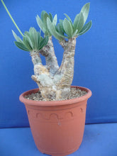 Load image into Gallery viewer, Pachypodium densiflorum LIVE PLANT #0143 For Sale
