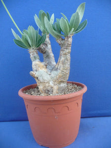 Pachypodium densiflorum LIVE PLANT #0143 For Sale