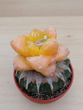 Načíst obrázek do prohlížeče Galerie, Ariocarpus retusus variegata LIVE PLANT #03323 For Sale