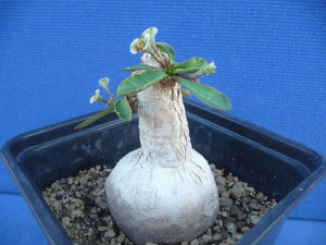 Euphorbia subapoda LIVE PLANT #0129 For Sale
