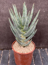 Load image into Gallery viewer, ALOE DICHOTOMA LIVE PLANT #0883 For Sale
