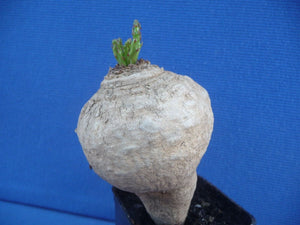 Euphorbia decidua LIVE PLANT #0112 For Sale