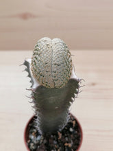 Načíst obrázek do prohlížeče Galerie, Euphorbia piscidermis cristata LIVE PLANT #6653 For Sale
