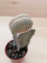 Load image into Gallery viewer, Euphorbia piscidermis cristata LIVE PLANT #6653 For Sale