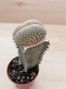 Euphorbia piscidermis cristata LIVE PLANT #6653 For Sale