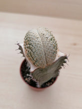 Načíst obrázek do prohlížeče Galerie, Euphorbia piscidermis cristata LIVE PLANT #6653 For Sale