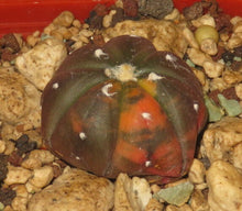 Indlæs billede til gallerivisning Astrophytum asterias cv Chocolate variegata LIVE PLANT #45335 For Sale