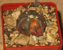 Načíst obrázek do prohlížeče Galerie, Astrophytum asterias cv Chocolate variegata LIVE PLANT #45335 For Sale