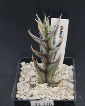 将图片加载到图库查看器，Orbea tapscotii LIVE PLANT #4355 For Sale