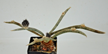Indlæs billede til gallerivisning Astrophytum caput medusae LIVE PLANT #453 For Sale