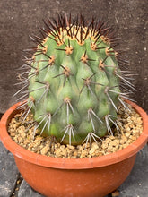 Load image into Gallery viewer, COPIAPOA LONGISTAMINEA LIVE PLANT #0343 For Sale