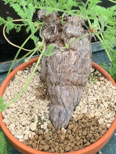 Load image into Gallery viewer, PELARGONIUM SAD LIVE PLANT #0713 For Sale