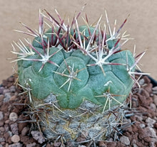Load image into Gallery viewer, THELOCACTUS HEXAEDROPHORUS LIVE PLANT #553 For Sale