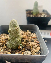 将图片加载到图库查看器，Pseudolithos caput-viperae LIVE PLANT #235 For Sale