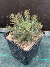 Load image into Gallery viewer, Euphorbia decepta LIVE PLANT #2115 For Sale