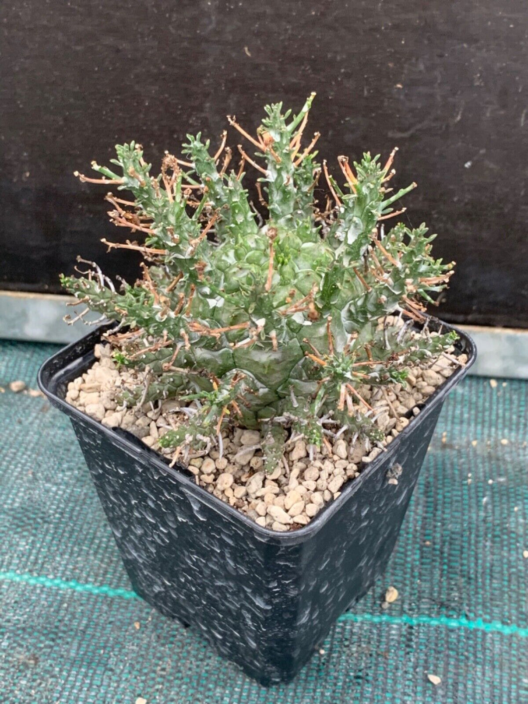 Euphorbia decepta LIVE PLANT #2115 For Sale