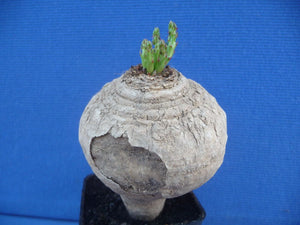Euphorbia decidua LIVE PLANT #0112 For Sale