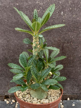 Load image into Gallery viewer, DORSTENIA GIGAS LIVE PLANT #0133 For Sale