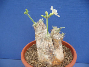 Pachypodium eburneum LIVE PLANT #0123 For Sale