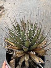 Load image into Gallery viewer, Agave Utahensis Eborispina LIVE PLANT #023 For Sale