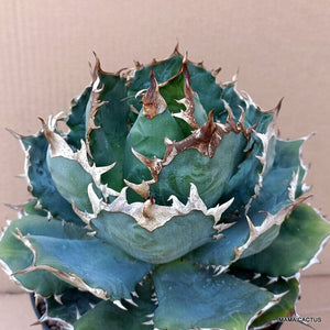 AGAVE TITANOTA LIVE PLANT #074 For Sale