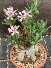 Load image into Gallery viewer, PACHYPODIUM SUCCULENTUM LIVE PLANT #123 For Sale